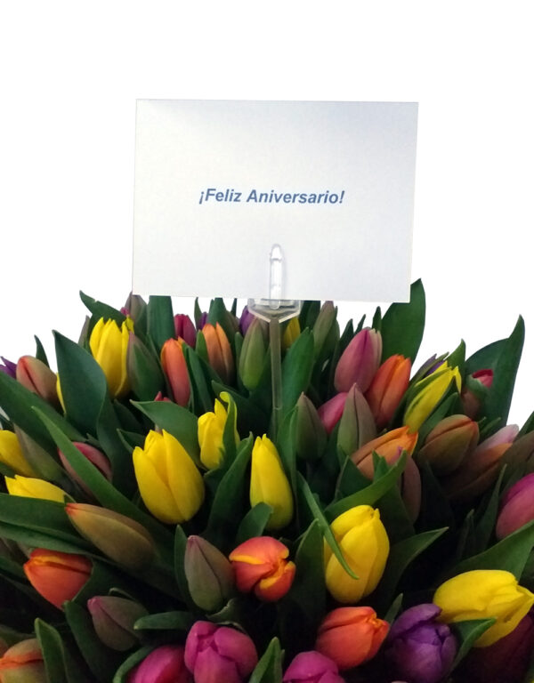 box premium tulipanes
